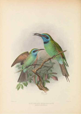 Reproducción/Reproduction 48308016826: A monograph of the Meropidae, or family of the bee-eaters. London :Published by the author ...,1884-1886.. 