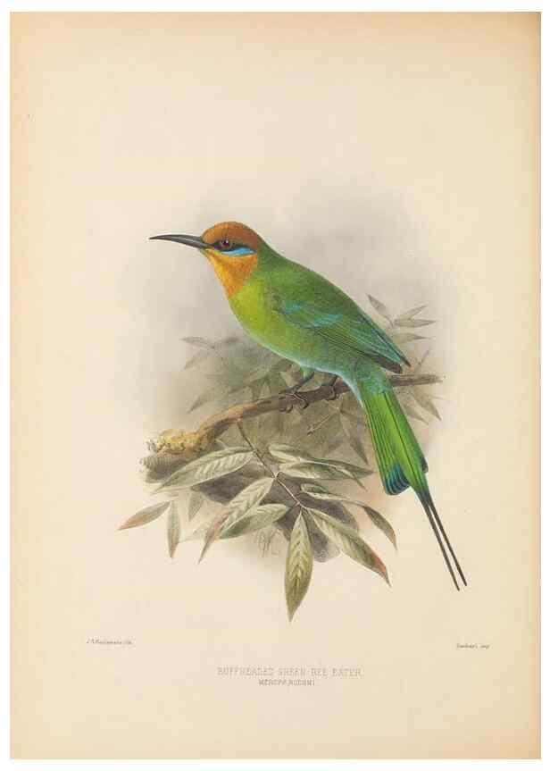 Reproducción/Reproduction 48308017181: A monograph of the Meropidae, or family of the bee-eaters. London :Published by the author ...,1884-1886.. 