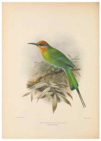 Reproducción/Reproduction 48308017181: A monograph of the Meropidae, or family of the bee-eaters. London :Published by the author ...,1884-1886.. 