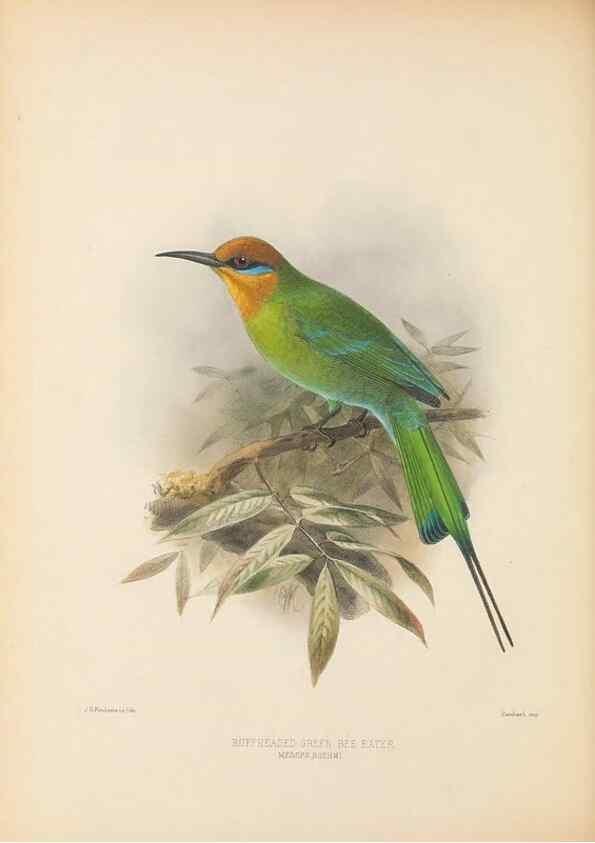 Reproducción/Reproduction 48308017181: A monograph of the Meropidae, or family of the bee-eaters. London :Published by the author ...,1884-1886.. 