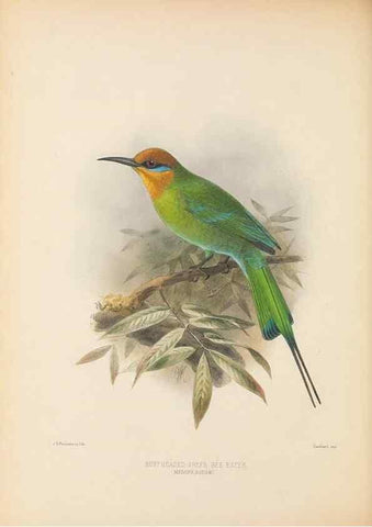 Reproducción/Reproduction 48308017181: A monograph of the Meropidae, or family of the bee-eaters. London :Published by the author ...,1884-1886.. 