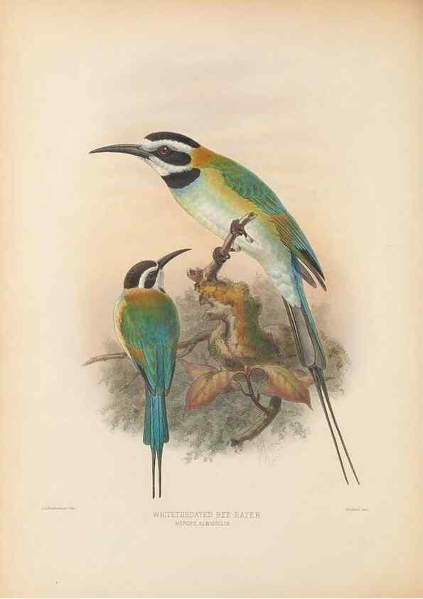 Reproducción/Reproduction 48308017631: A monograph of the Meropidae, or family of the bee-eaters. London :Published by the author ...,1884-1886.. 