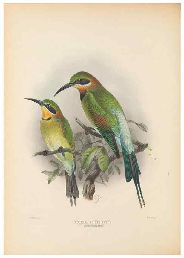 Reproducción/Reproduction 48308018051: A monograph of the Meropidae, or family of the bee-eaters. London :Published by the author ...,1884-1886.. 