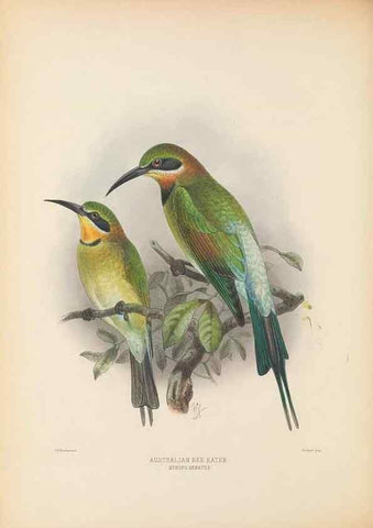 Reproducción/Reproduction 48308018051: A monograph of the Meropidae, or family of the bee-eaters. London :Published by the author ...,1884-1886.. 