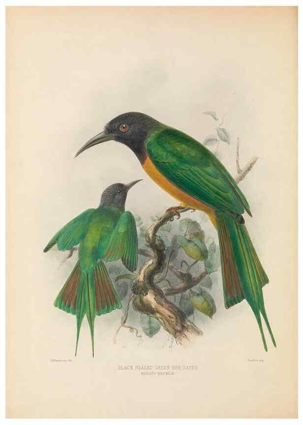 Reproducción/Reproduction 48308014771: A monograph of the Meropidae, or family of the bee-eaters. London :Published by the author ...,1884-1886.. 