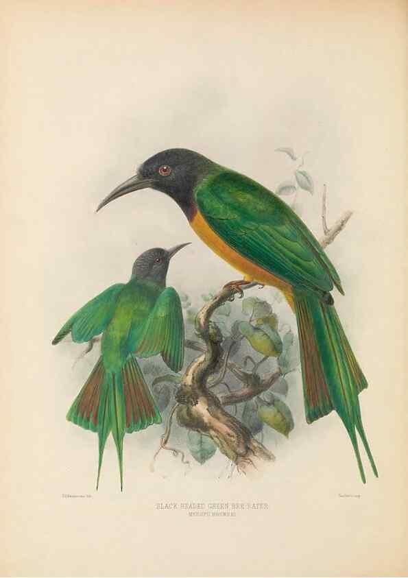 Reproducción/Reproduction 48308014771: A monograph of the Meropidae, or family of the bee-eaters. London :Published by the author ...,1884-1886.. 