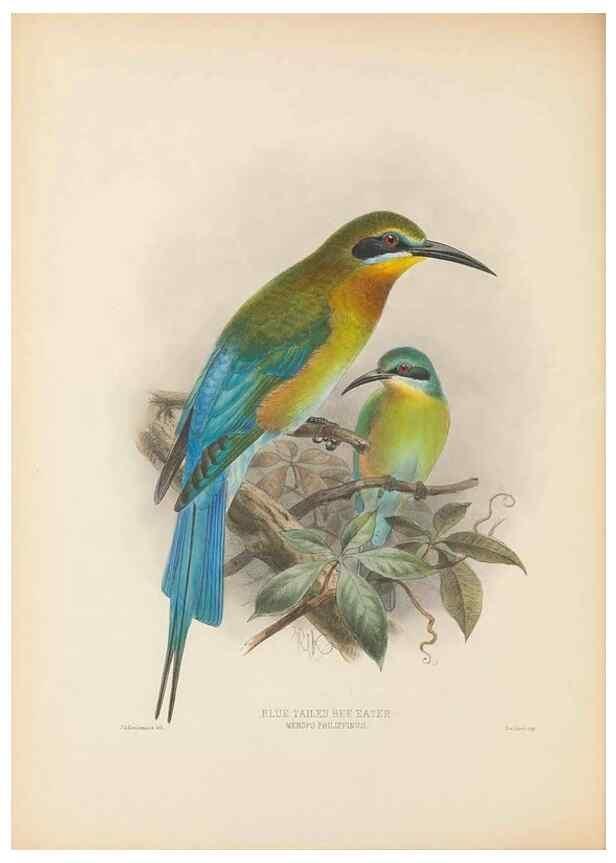 Reproducción/Reproduction 48308131292: A monograph of the Meropidae, or family of the bee-eaters. London :Published by the author ...,1884-1886.. 