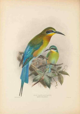 Reproducción/Reproduction 48308131292: A monograph of the Meropidae, or family of the bee-eaters. London :Published by the author ...,1884-1886.. 