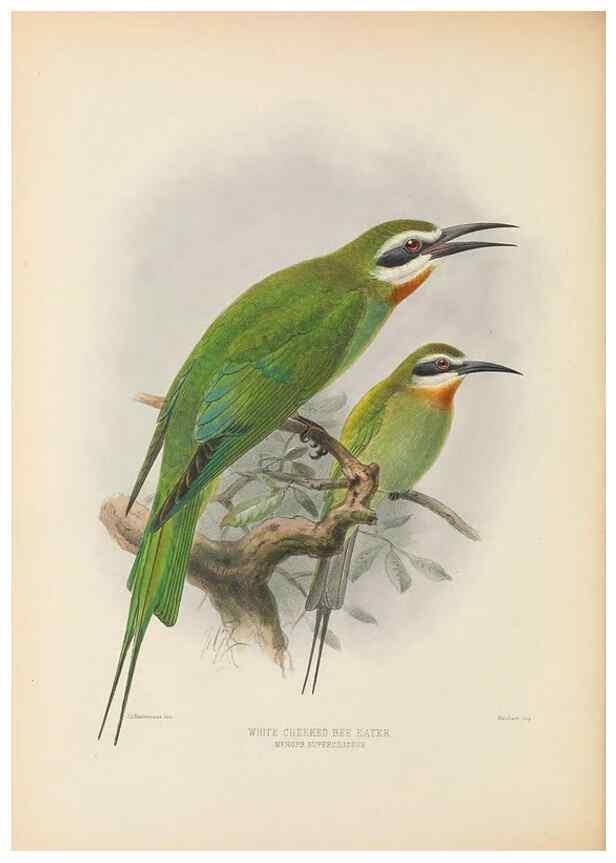 Reproducción/Reproduction 48308132102: A monograph of the Meropidae, or family of the bee-eaters. London :Published by the author ...,1884-1886.. 