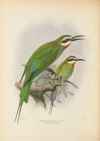 Reproducción/Reproduction 48308132102: A monograph of the Meropidae, or family of the bee-eaters. London :Published by the author ...,1884-1886.. 