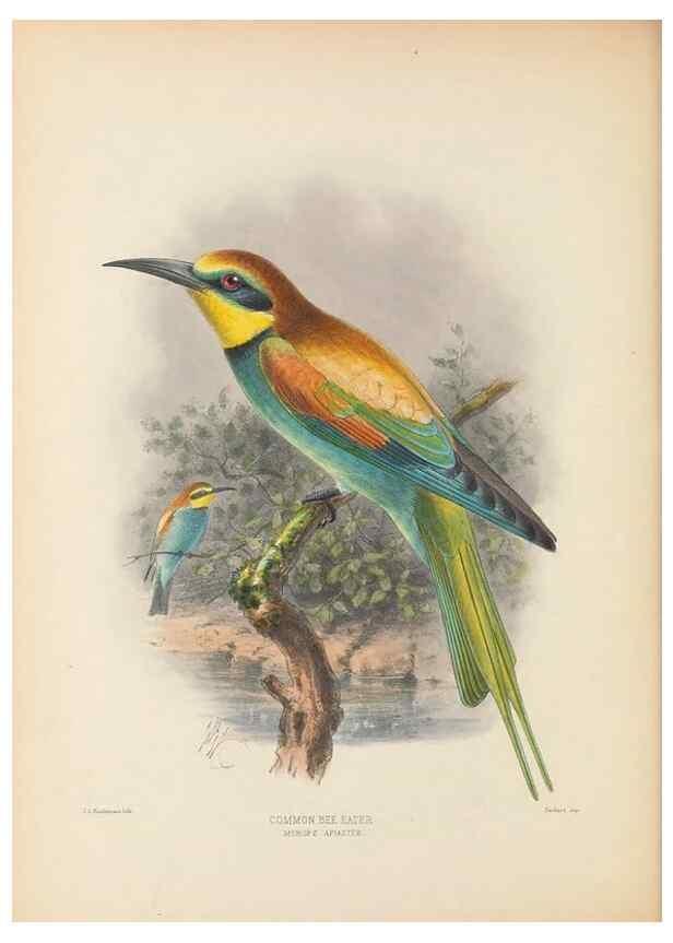 Reproducción/Reproduction 48308132622: A monograph of the Meropidae, or family of the bee-eaters. London :Published by the author ...,1884-1886.. 