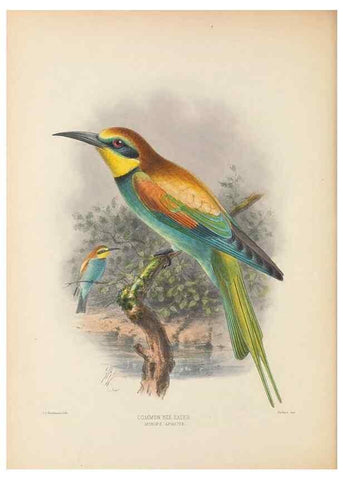 Reproducción/Reproduction 48308132622: A monograph of the Meropidae, or family of the bee-eaters. London :Published by the author ...,1884-1886.. 