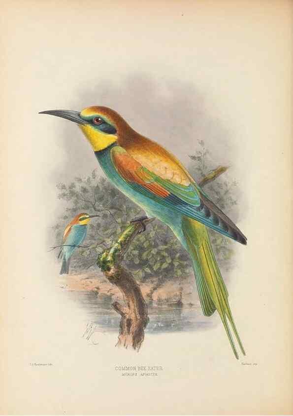 Reproducción/Reproduction 48308132622: A monograph of the Meropidae, or family of the bee-eaters. London :Published by the author ...,1884-1886.. 