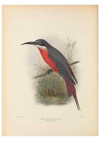 Reproducción/Reproduction 48308020386: A monograph of the Meropidae, or family of the bee-eaters. London :Published by the author ...,1884-1886.. 