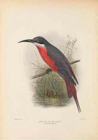 Reproducción/Reproduction 48308020386: A monograph of the Meropidae, or family of the bee-eaters. London :Published by the author ...,1884-1886.. 