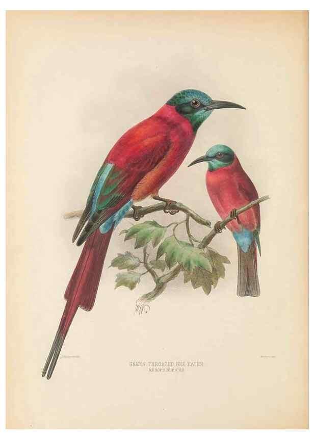 Reproducción/Reproduction 48308133542: A monograph of the Meropidae, or family of the bee-eaters. London :Published by the author ...,1884-1886.. 