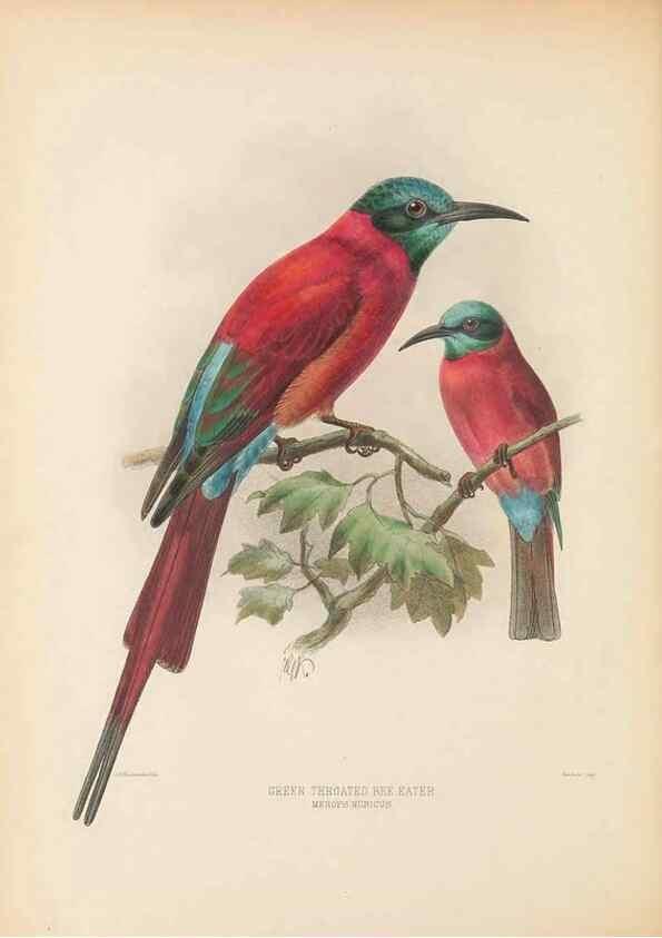 Reproducción/Reproduction 48308133542: A monograph of the Meropidae, or family of the bee-eaters. London :Published by the author ...,1884-1886.. 