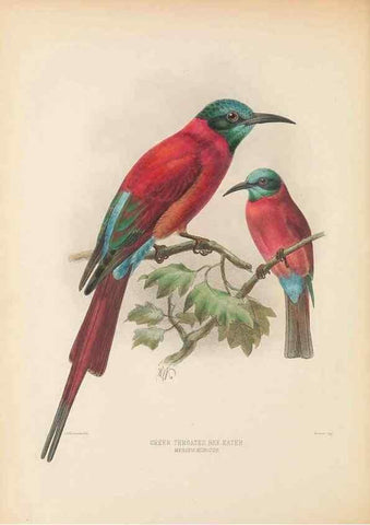 Reproducción/Reproduction 48308133542: A monograph of the Meropidae, or family of the bee-eaters. London :Published by the author ...,1884-1886.. 