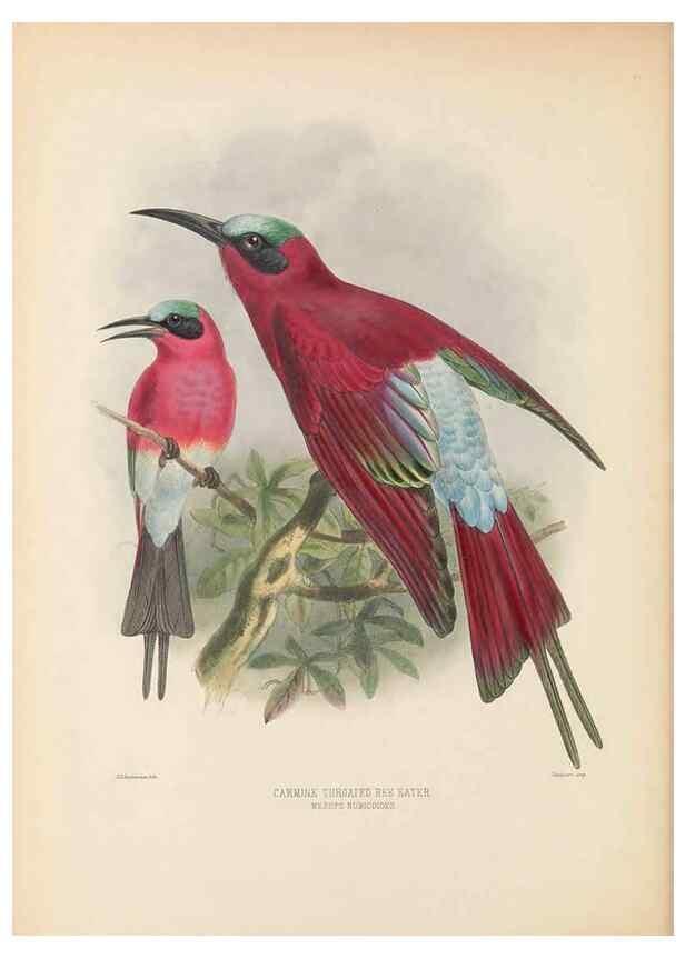 Reproducción/Reproduction 48308133912: A monograph of the Meropidae, or family of the bee-eaters. London :Published by the author ...,1884-1886.. 