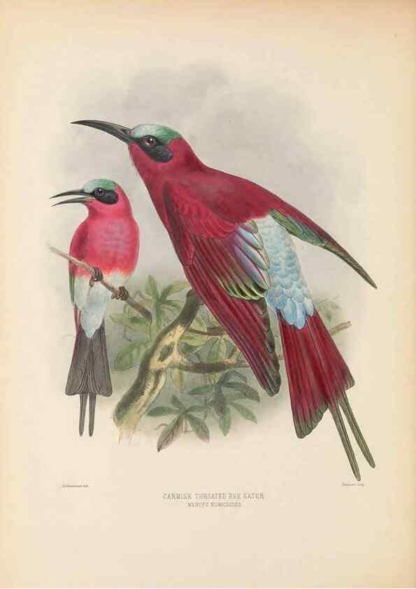 Reproducción/Reproduction 48308133912: A monograph of the Meropidae, or family of the bee-eaters. London :Published by the author ...,1884-1886.. 