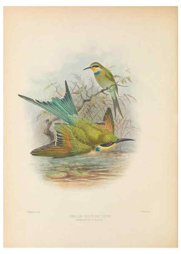 Reproducción/Reproduction 48308134322: A monograph of the Meropidae, or family of the bee-eaters. London :Published by the author ...,1884-1886.. 