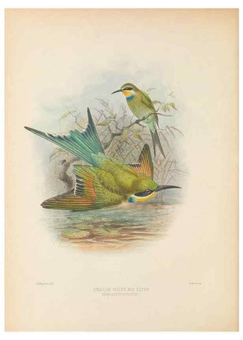 Reproducción/Reproduction 48308134322: A monograph of the Meropidae, or family of the bee-eaters. London :Published by the author ...,1884-1886.. 