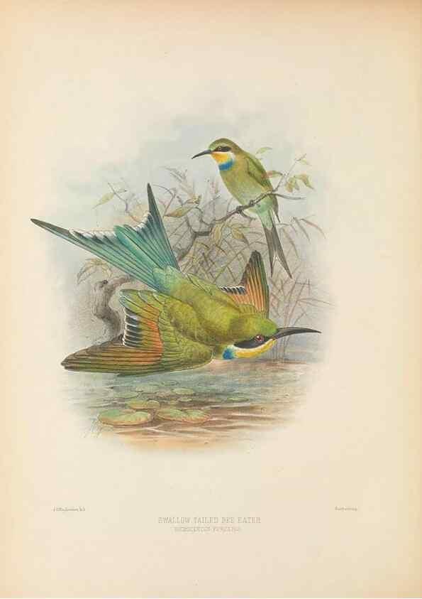 Reproducción/Reproduction 48308134322: A monograph of the Meropidae, or family of the bee-eaters. London :Published by the author ...,1884-1886.. 