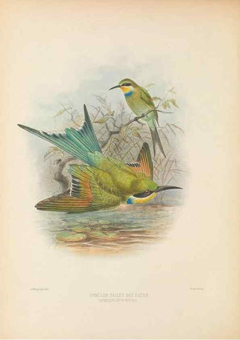 Reproducción/Reproduction 48308134322: A monograph of the Meropidae, or family of the bee-eaters. London :Published by the author ...,1884-1886.. 
