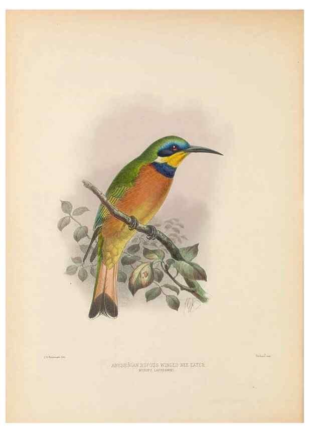 Reproducción/Reproduction 48308135072: A monograph of the Meropidae, or family of the bee-eaters. London :Published by the author ...,1884-1886.. 