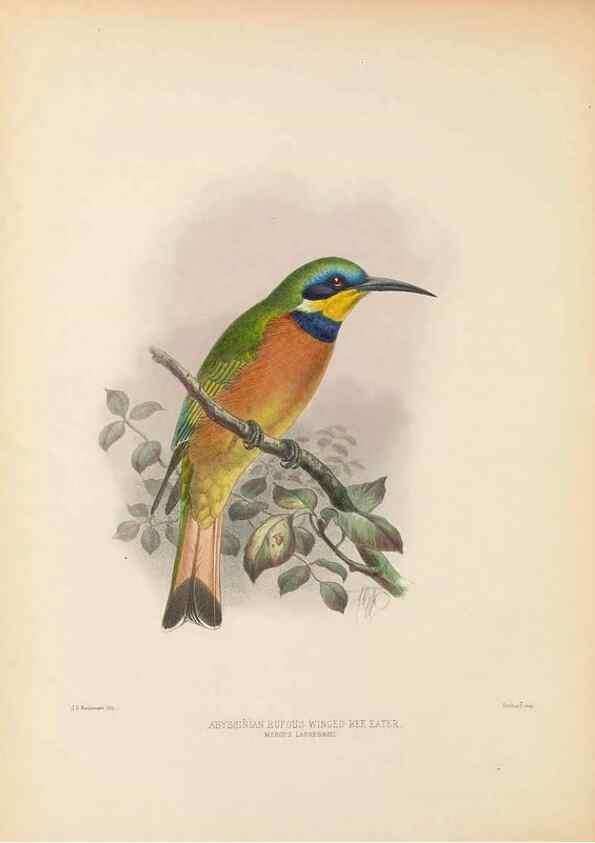 Reproducción/Reproduction 48308135072: A monograph of the Meropidae, or family of the bee-eaters. London :Published by the author ...,1884-1886.. 