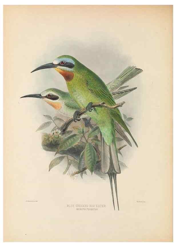 Reproducción/Reproduction 48308131677: A monograph of the Meropidae, or family of the bee-eaters. London :Published by the author ...,1884-1886.. 