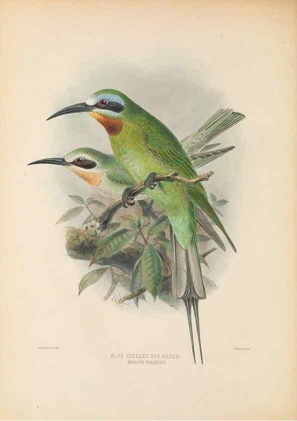 Reproducción/Reproduction 48308131677: A monograph of the Meropidae, or family of the bee-eaters. London :Published by the author ...,1884-1886.. 