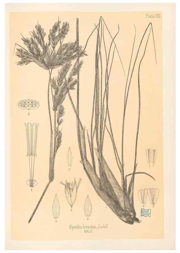 Reproducción/Reproduction 48308459652: The indigenous grasses of New Zealand.. Wellington, N. Z.,by authority, G. Didsbury, Govt. Printer,1878-1880.. 