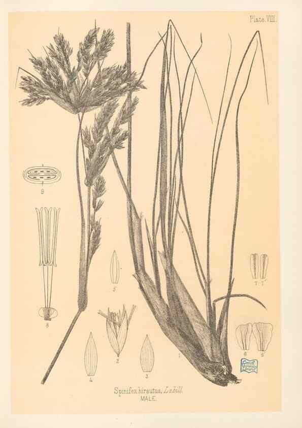 Reproducción/Reproduction 48308459652: The indigenous grasses of New Zealand.. Wellington, N. Z.,by authority, G. Didsbury, Govt. Printer,1878-1880.. 