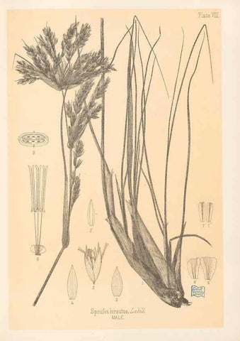 Reproducción/Reproduction 48308459652: The indigenous grasses of New Zealand.. Wellington, N. Z.,by authority, G. Didsbury, Govt. Printer,1878-1880.. 