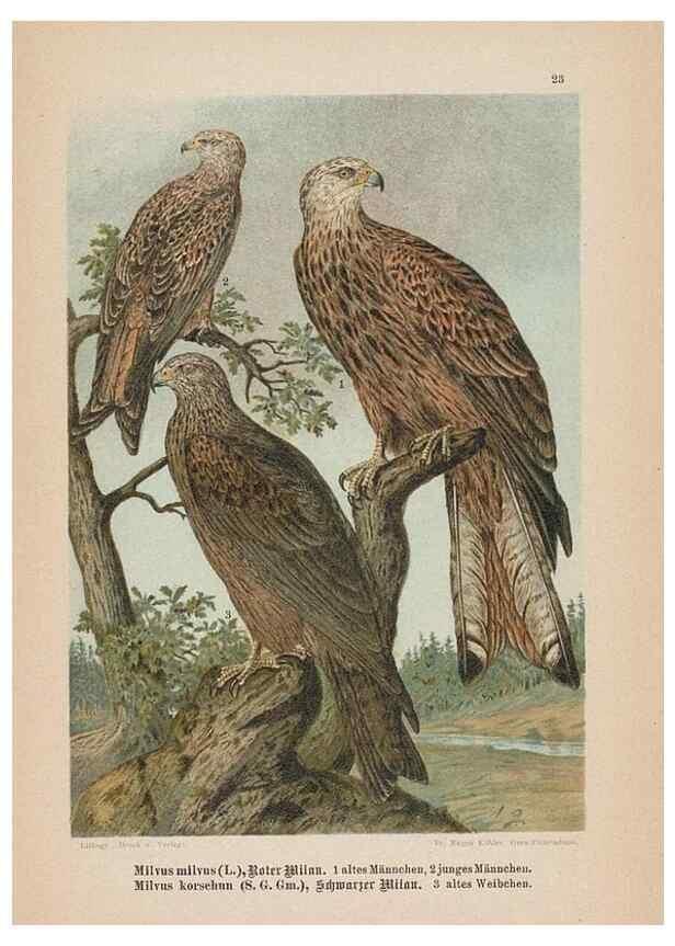 Reproducción/Reproduction 48307674926: Raubvögel. Gera-Untermhaus :Fr. Eugen Köhler,[s.d.]. 