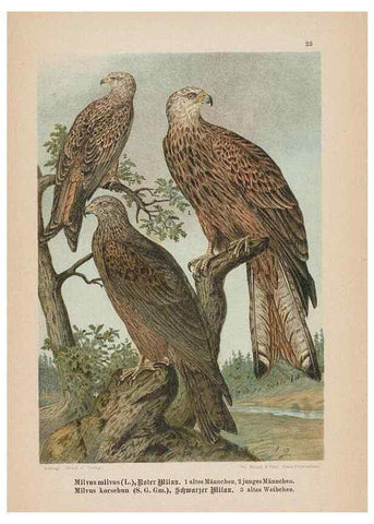 Reproducción/Reproduction 48307674926: Raubvögel. Gera-Untermhaus :Fr. Eugen Köhler,[s.d.]. 