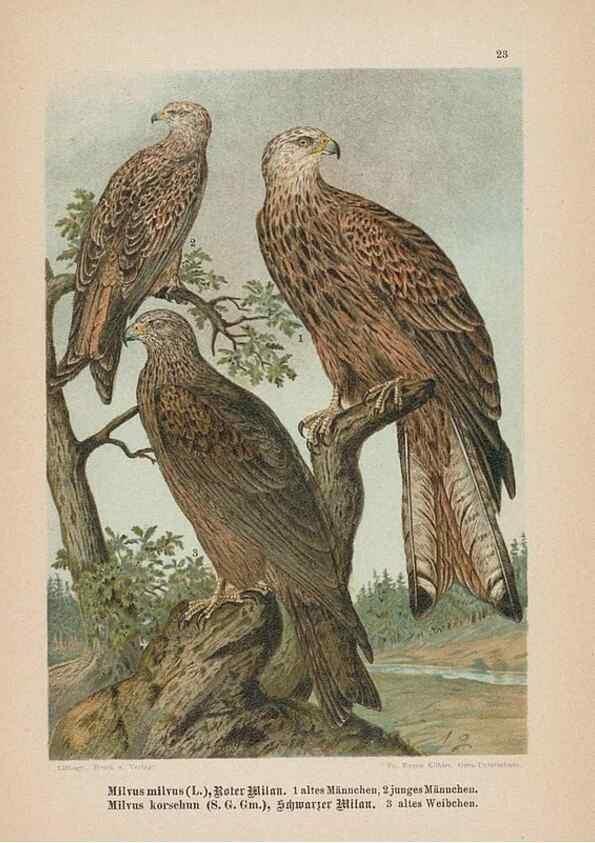 Reproducción/Reproduction 48307674926: Raubvögel. Gera-Untermhaus :Fr. Eugen Köhler,[s.d.]. 