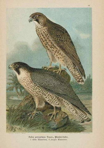 Reproducción/Reproduction 48307784027: Raubvögel. Gera-Untermhaus :Fr. Eugen Köhler,[s.d.]. 