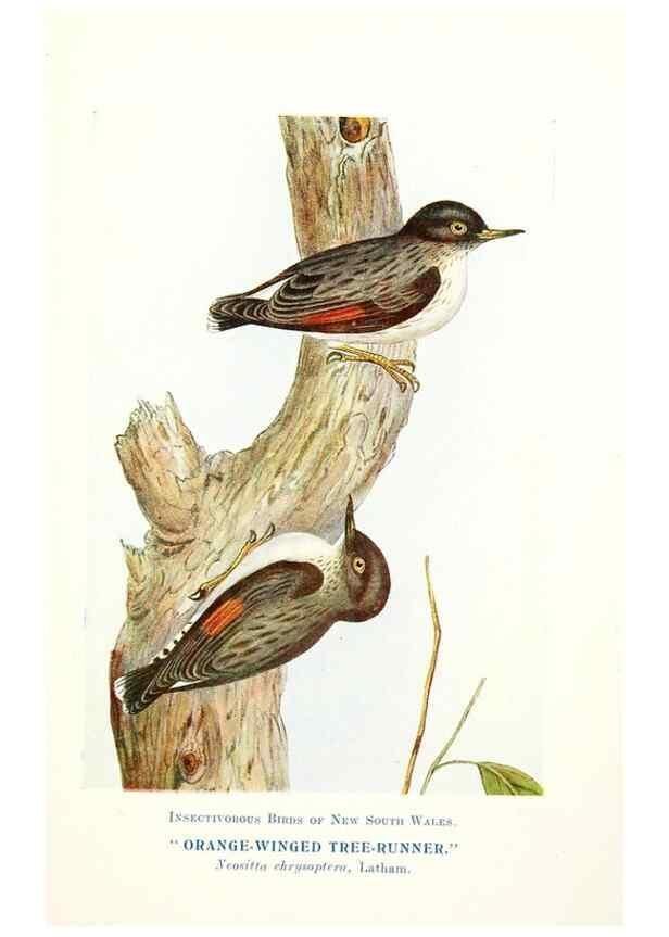 Reproducción/Reproduction 48307711227: Some useful Australian birds /. Sydney :W.A. Gullick, Govt. Printer,1921.. 
