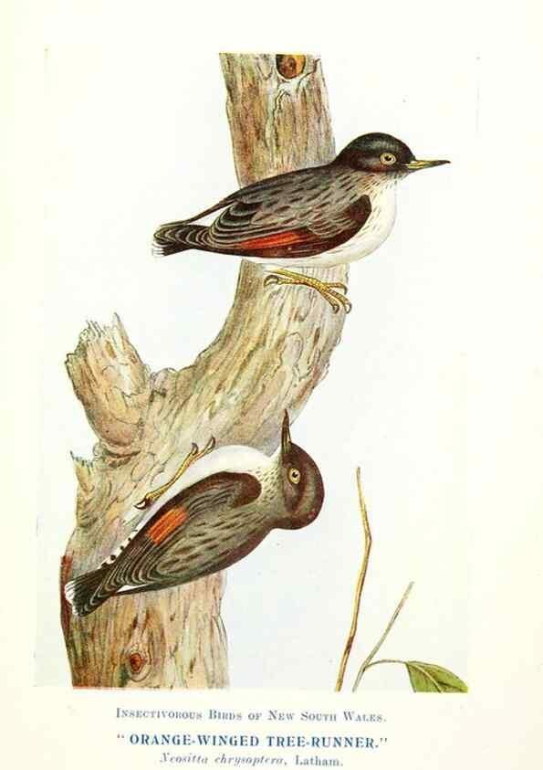Reproducción/Reproduction 48307711227: Some useful Australian birds /. Sydney :W.A. Gullick, Govt. Printer,1921.. 