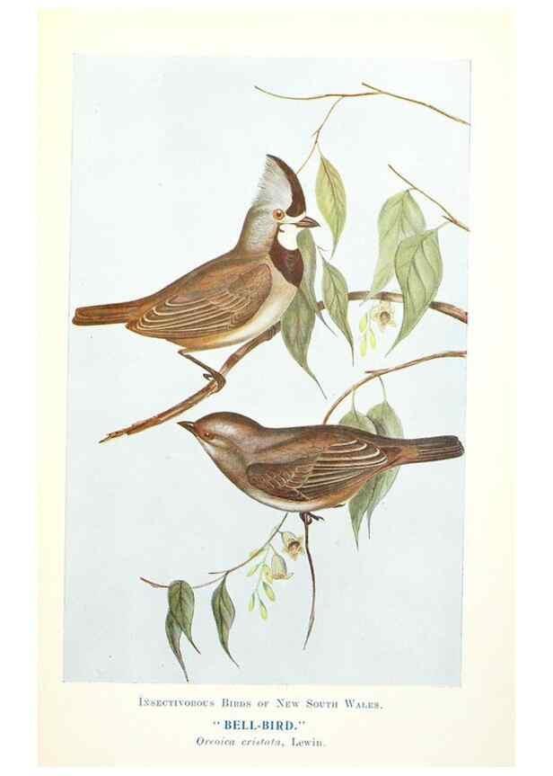 Reproducción/Reproduction 48307711707: Some useful Australian birds /. Sydney :W.A. Gullick, Govt. Printer,1921.. 