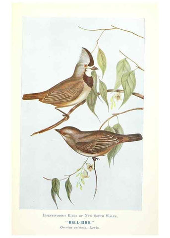 Reproducción/Reproduction 48307711707: Some useful Australian birds /. Sydney :W.A. Gullick, Govt. Printer,1921.. 