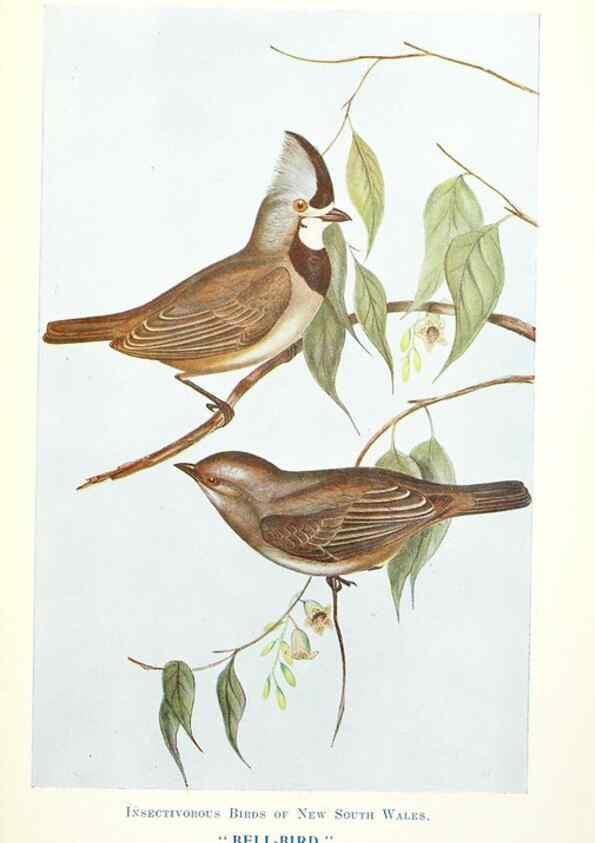 Reproducción/Reproduction 48307711707: Some useful Australian birds /. Sydney :W.A. Gullick, Govt. Printer,1921.. 