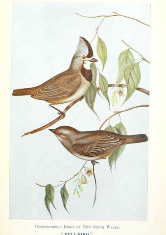 Reproducción/Reproduction 48307711707: Some useful Australian birds /. Sydney :W.A. Gullick, Govt. Printer,1921.. 