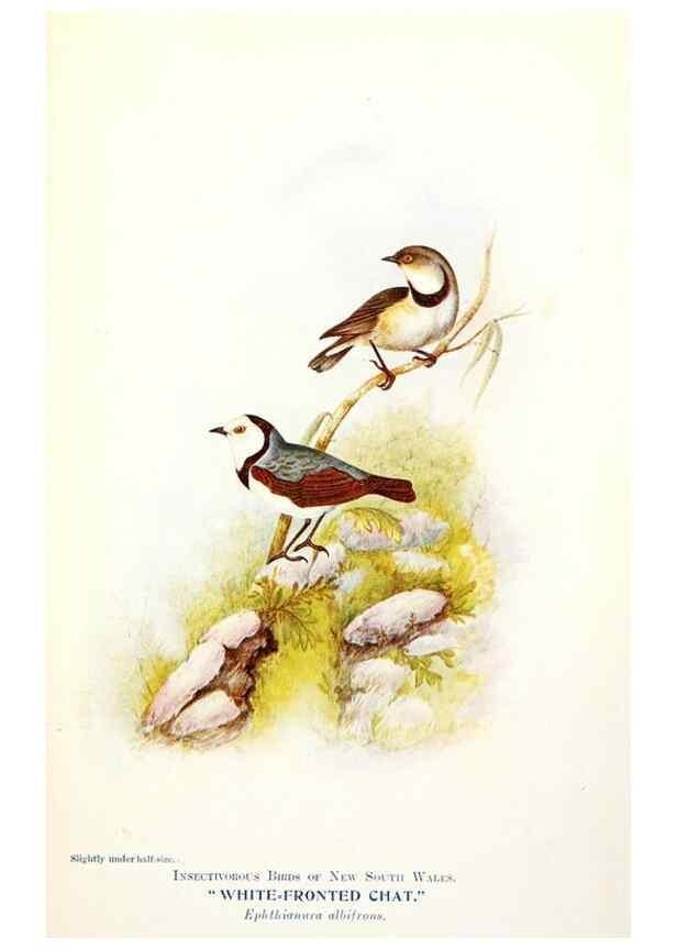 Reproducción/Reproduction 48307712117: Some useful Australian birds /. Sydney :W.A. Gullick, Govt. Printer,1921.. 