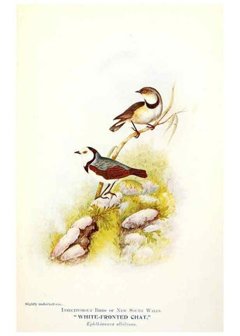 Reproducción/Reproduction 48307712117: Some useful Australian birds /. Sydney :W.A. Gullick, Govt. Printer,1921.. 