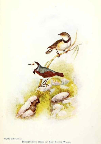 Reproducción/Reproduction 48307712117: Some useful Australian birds /. Sydney :W.A. Gullick, Govt. Printer,1921.. 