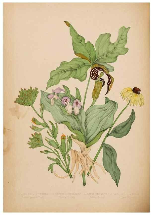Reproducción/Reproduction 48307880187: Canadian wild flowers. Montréal :J. Lovell,1868.. 