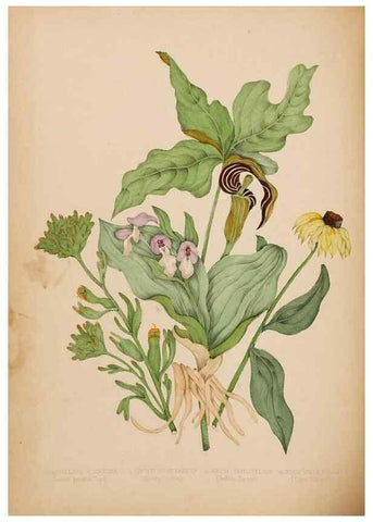 Reproducción/Reproduction 48307880187: Canadian wild flowers. Montréal :J. Lovell,1868.. 